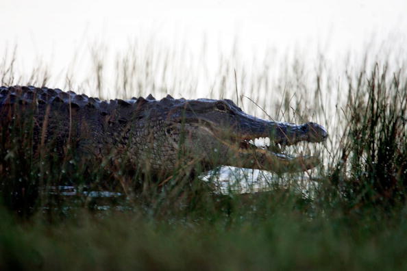 Congress Debates Everglades Restoration In Face Of Bush Veto Threat