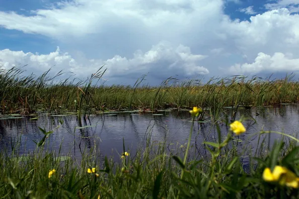 Gov't Pledges Support For Everglades Restoration